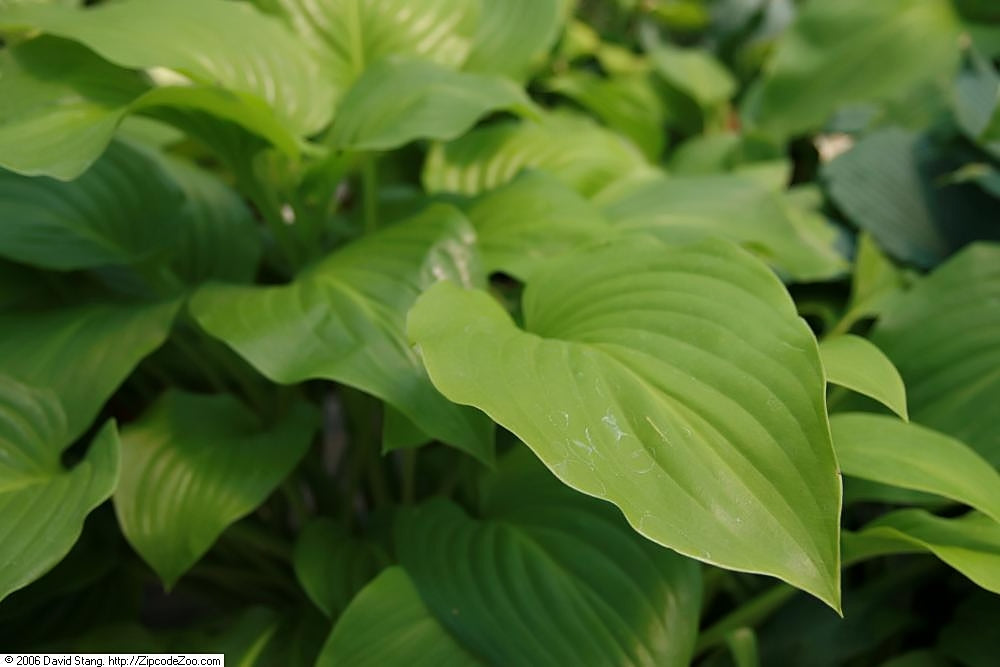 Hosta 'Royal Standard'