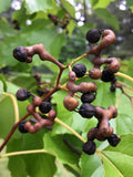 Japanese Raisin Tree