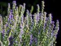 Hyssop