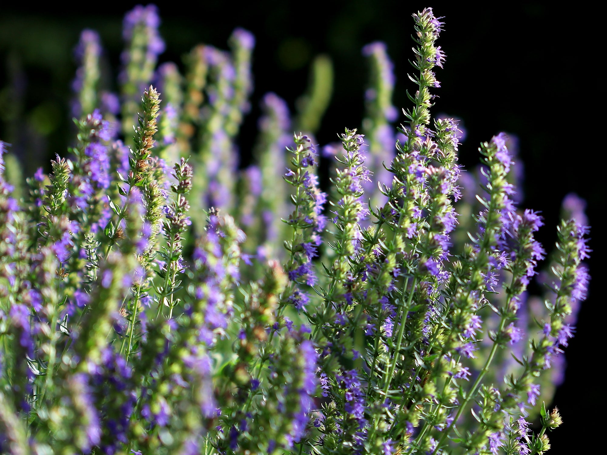 Hyssop