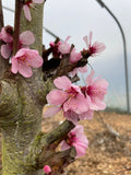 Almond 'Robijn'