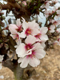 Almond 'Ferraduel'