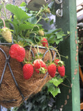 Strawberry 'Elsanta'