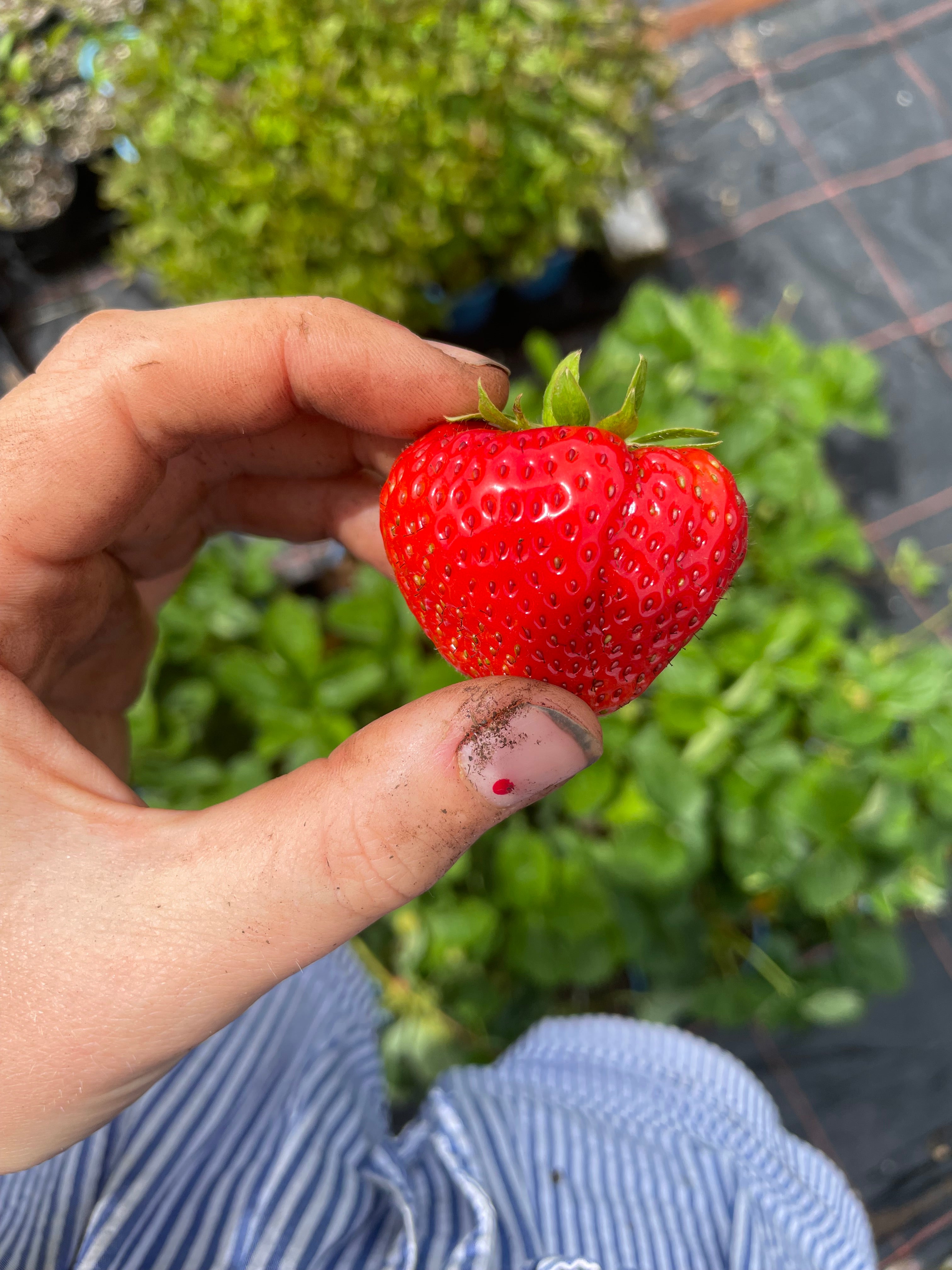 Strawberry 'Florence'
