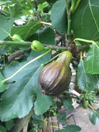 Fig 'Bourjasotte Grise'