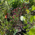 Broom 'Boskoop Ruby'