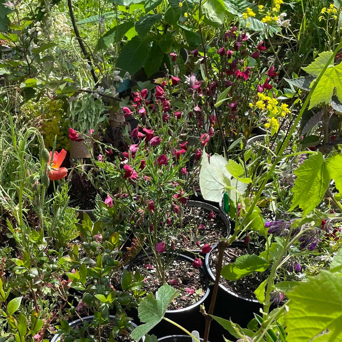 Broom 'Boskoop Ruby'