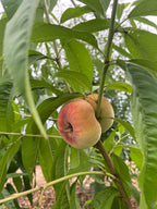 Peach 'Saturn'