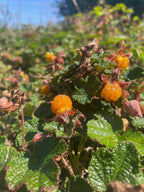 Groundcover Raspberry 'Emerald Carpet'