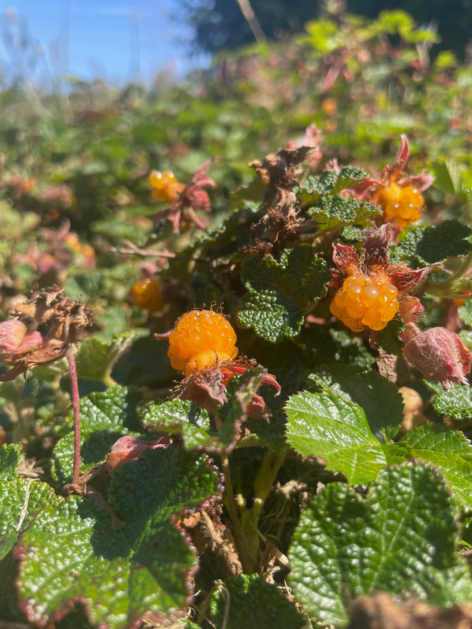 Groundcover Raspberry 'Emerald Carpet'