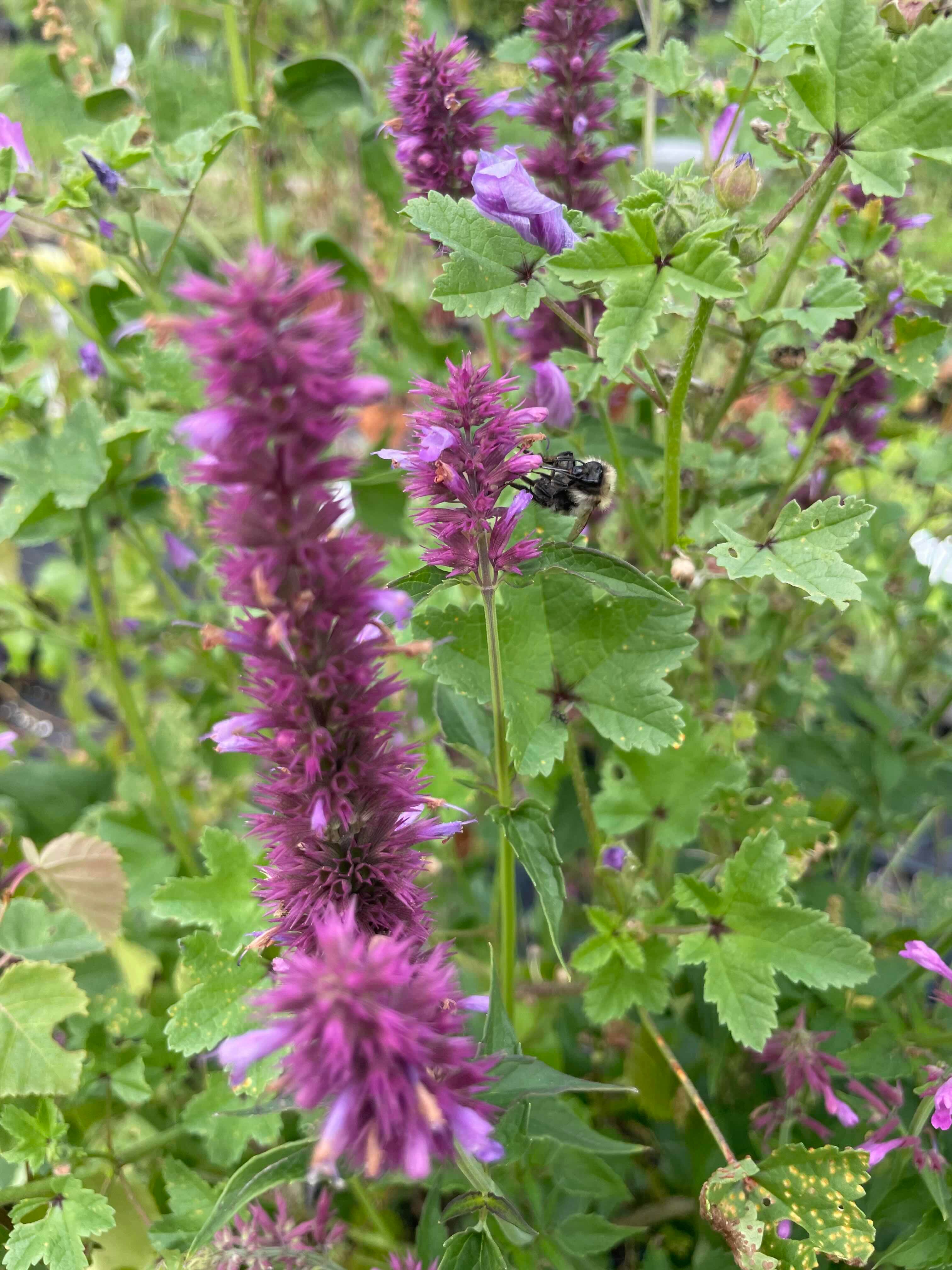 New Mexico Giant Hyssop