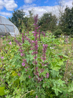 New Mexico Giant Hyssop