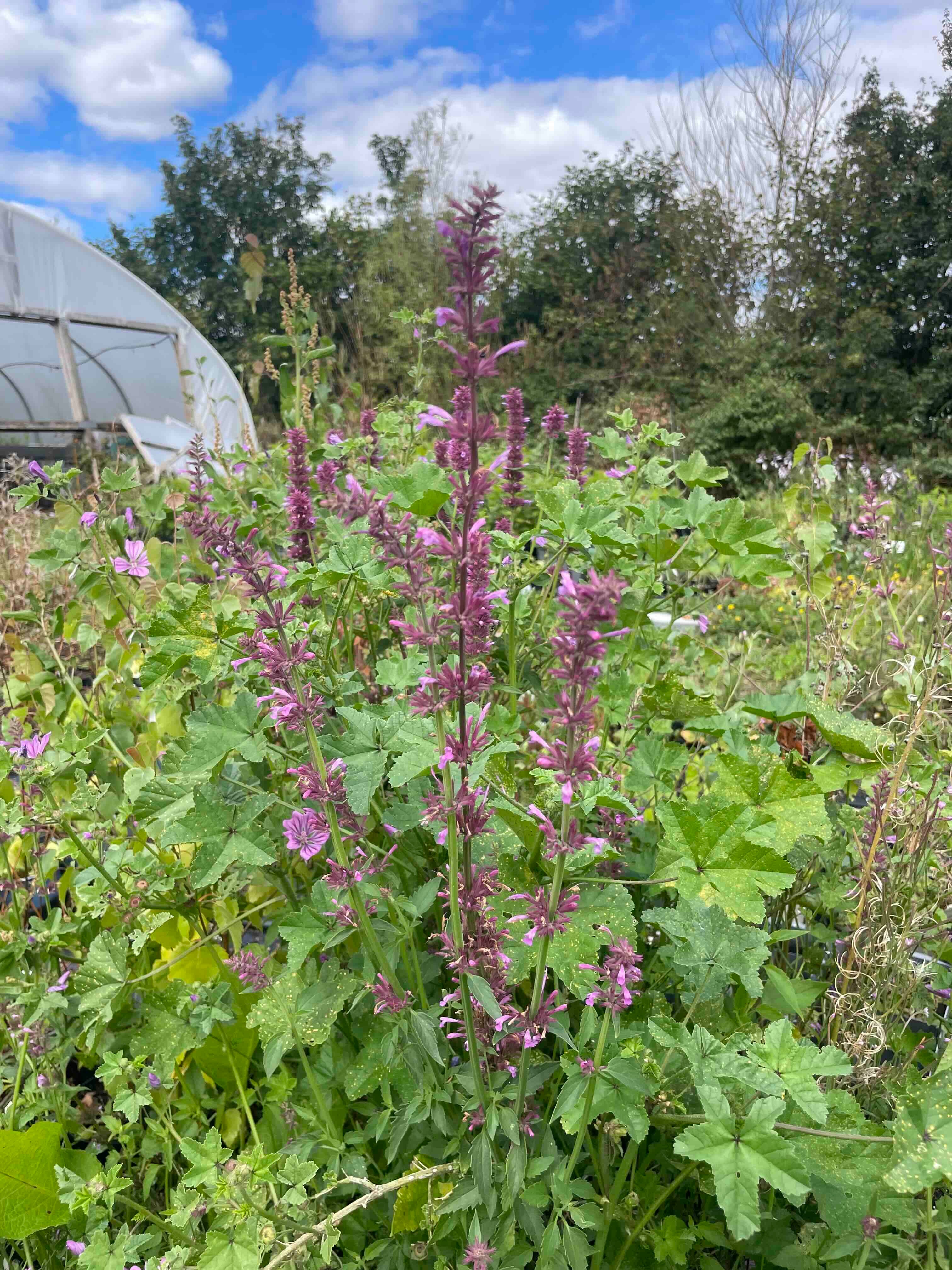 New Mexico Giant Hyssop