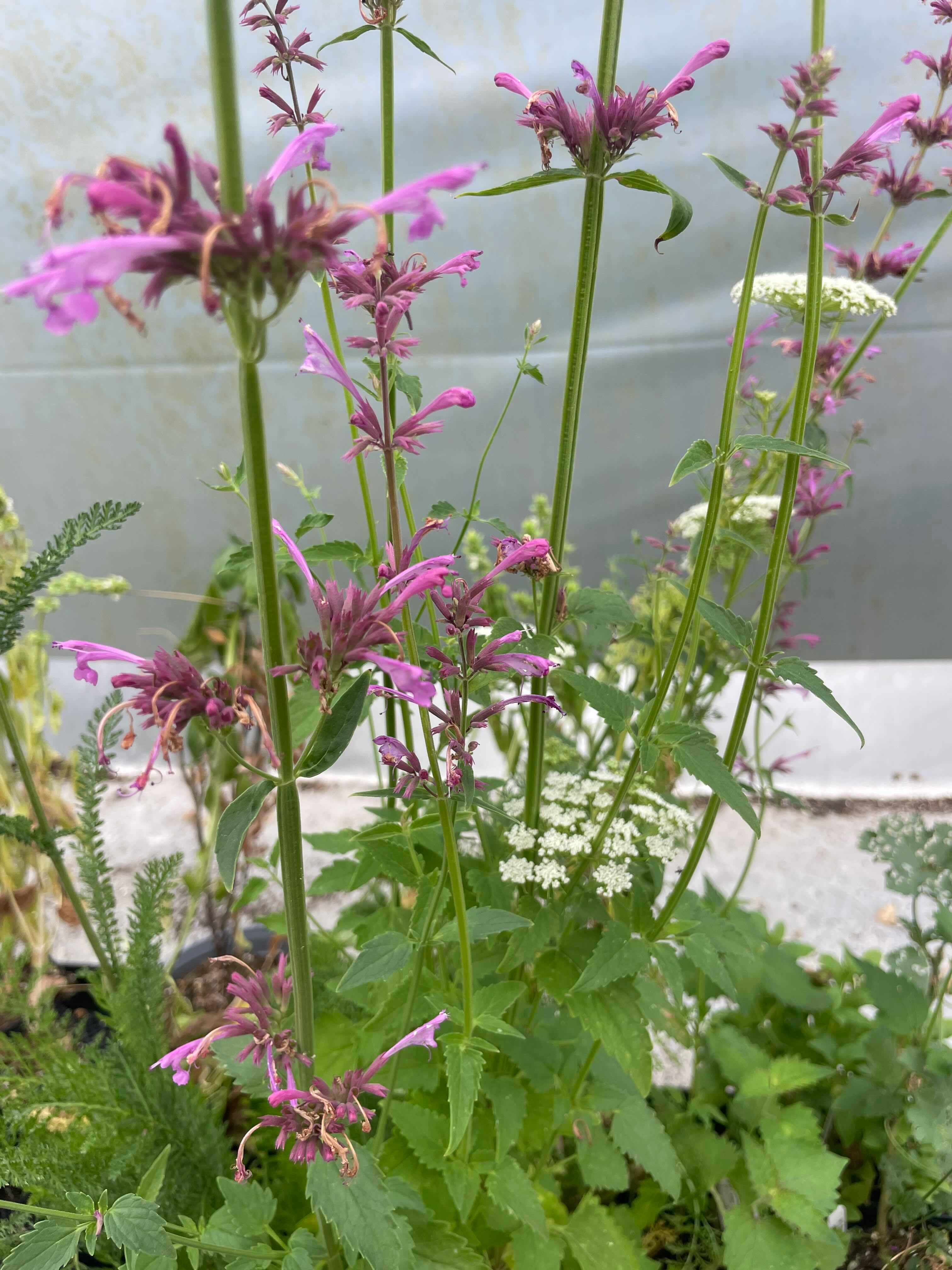 New Mexico Giant Hyssop