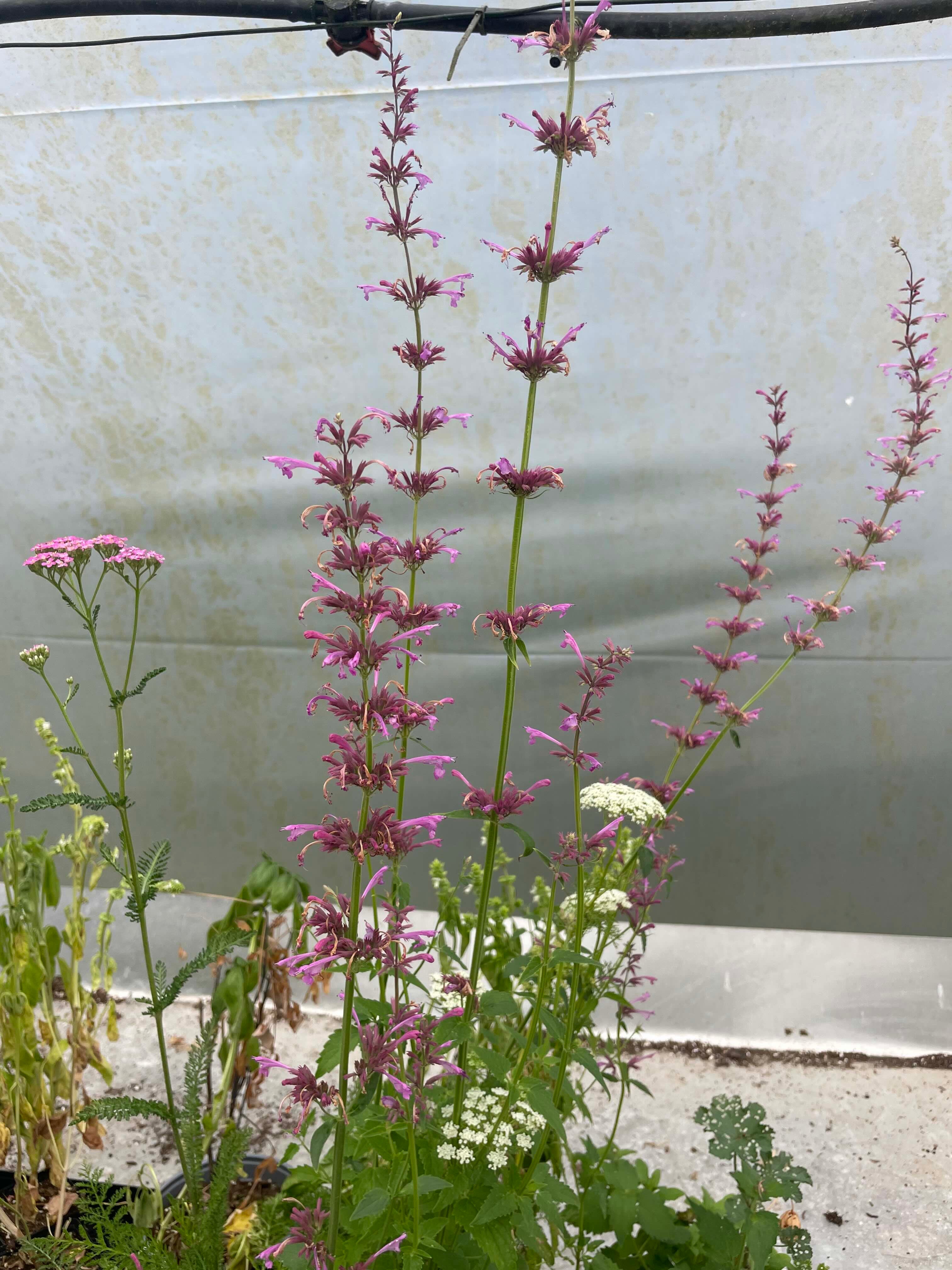 New Mexico Giant Hyssop