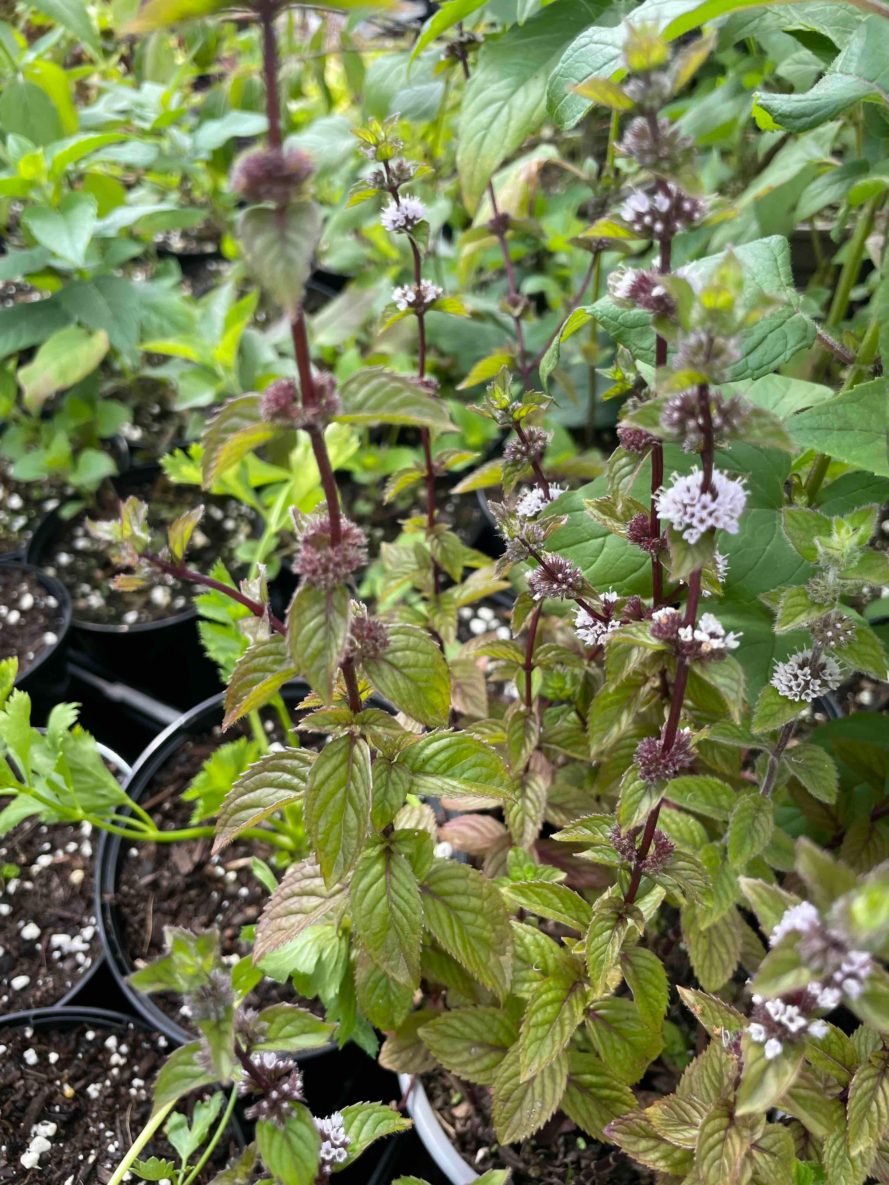 Red Mint