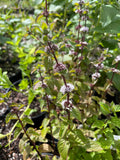 Red Mint