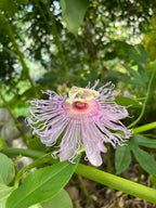 Maypop