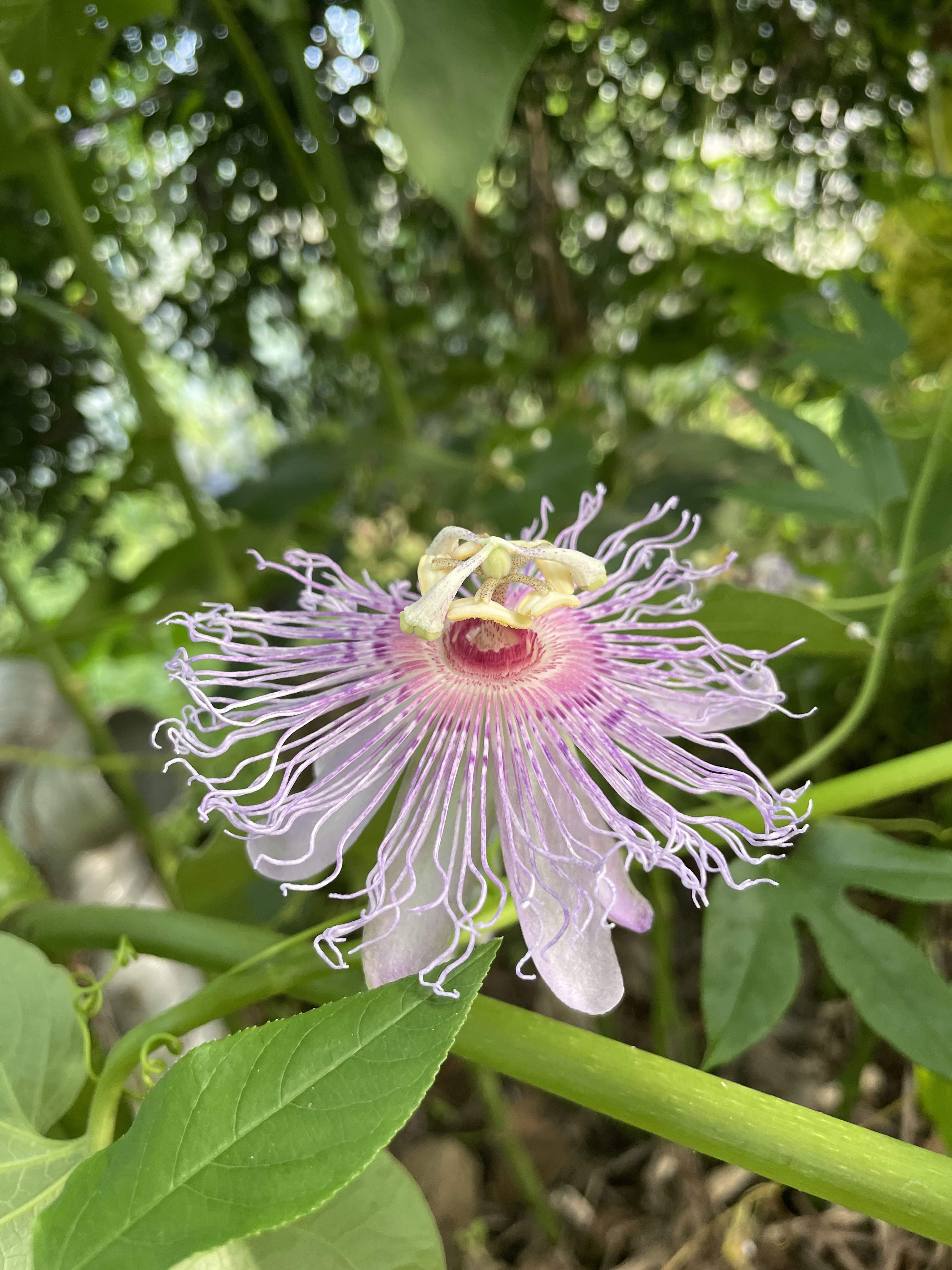 Maypop