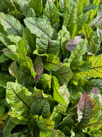 Red-Veined Sorrel