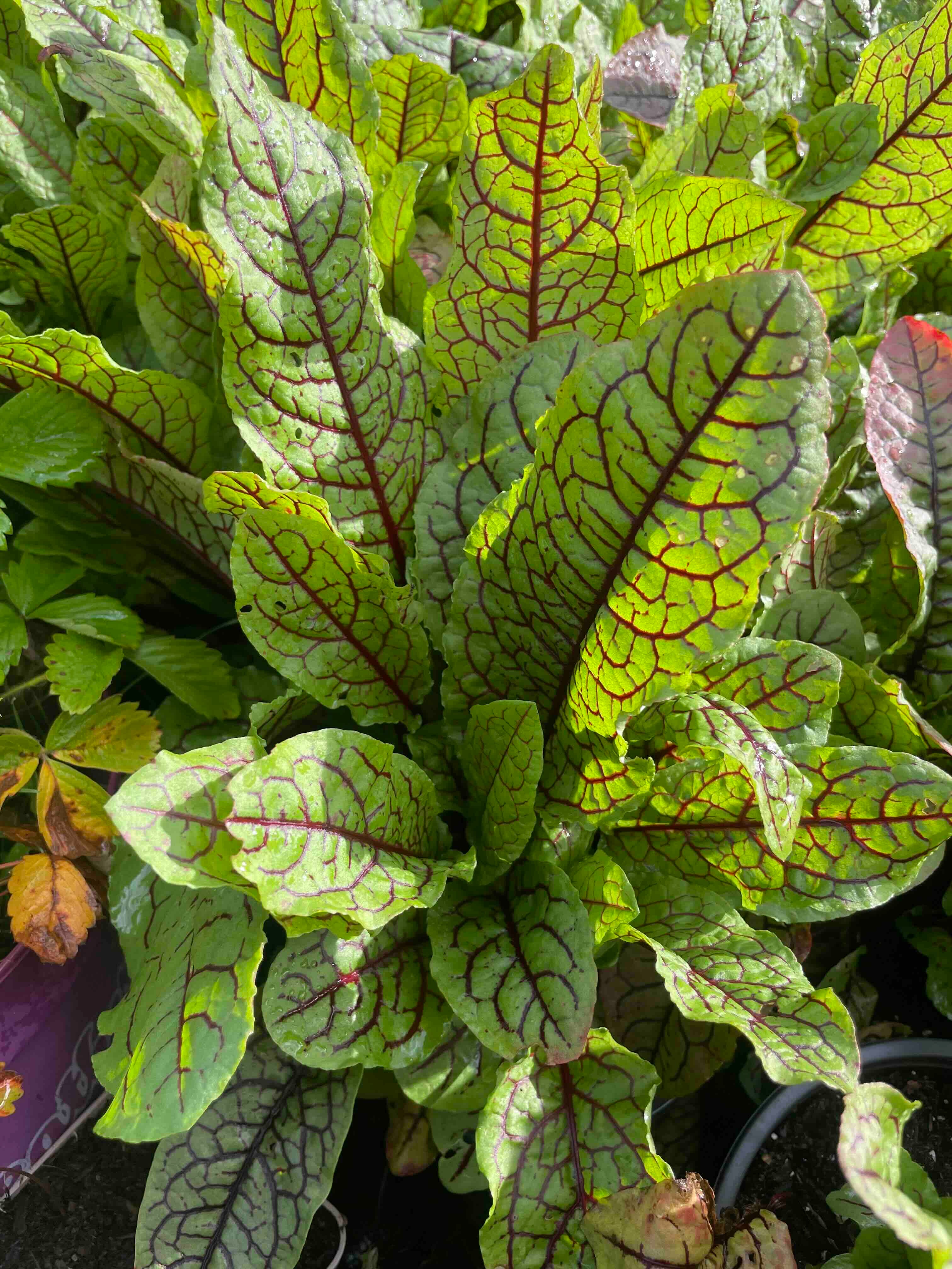 Red-Veined Sorrel