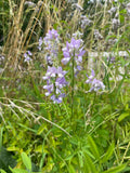 Goats Rue