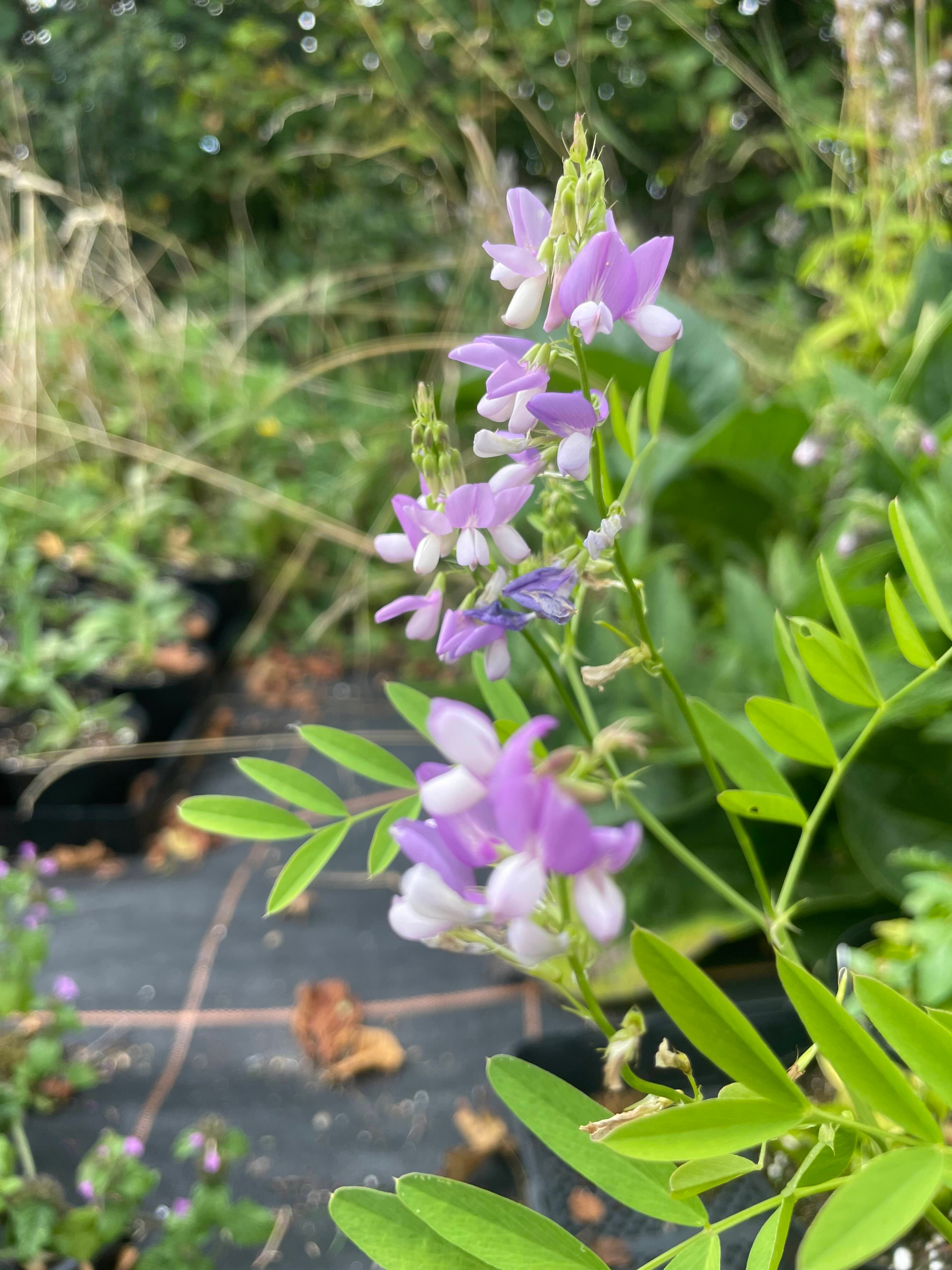 Goats Rue