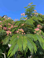 Persian Silk Tree