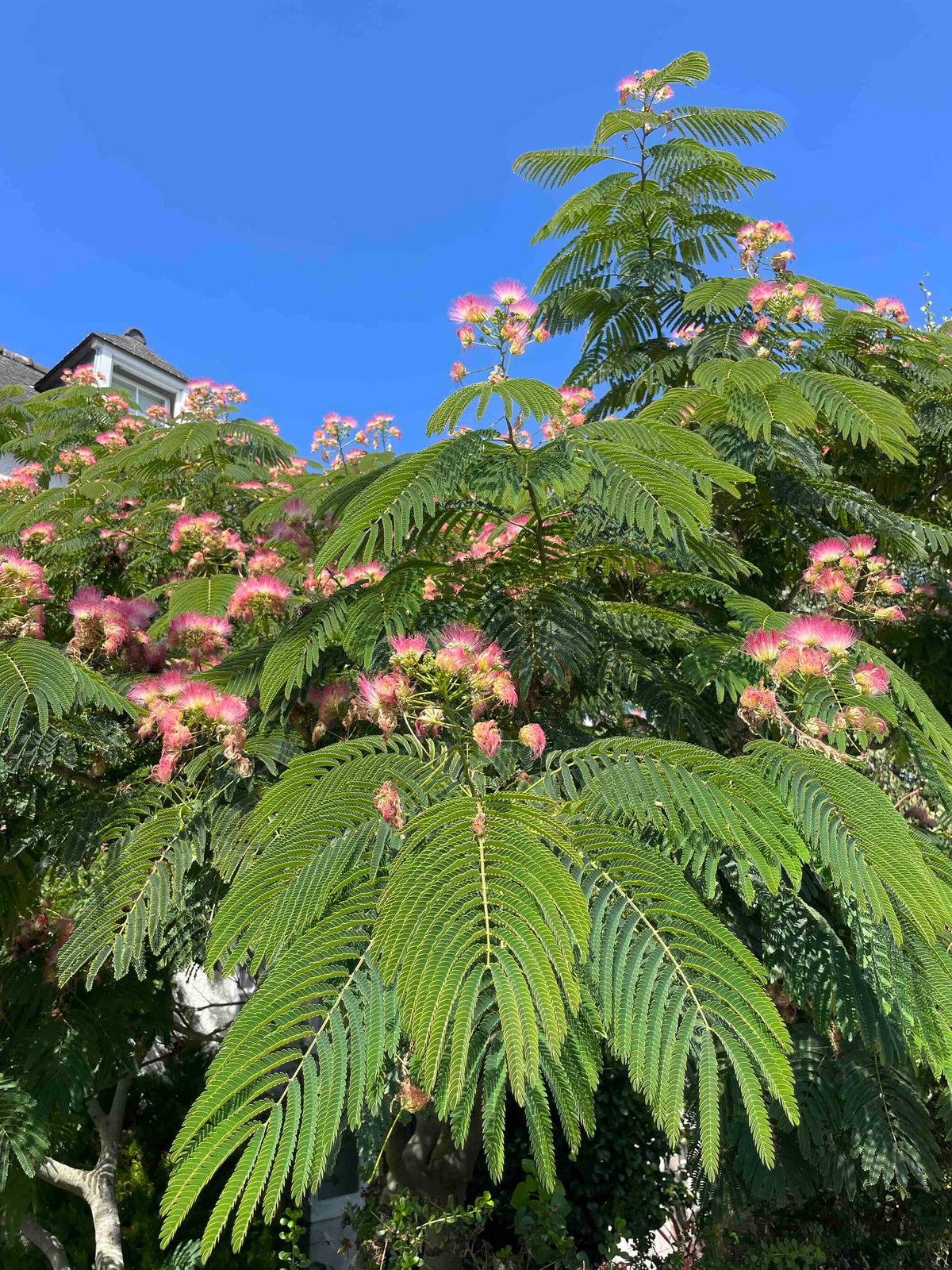 Persian Silk Tree