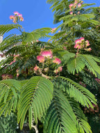 Persian Silk Tree