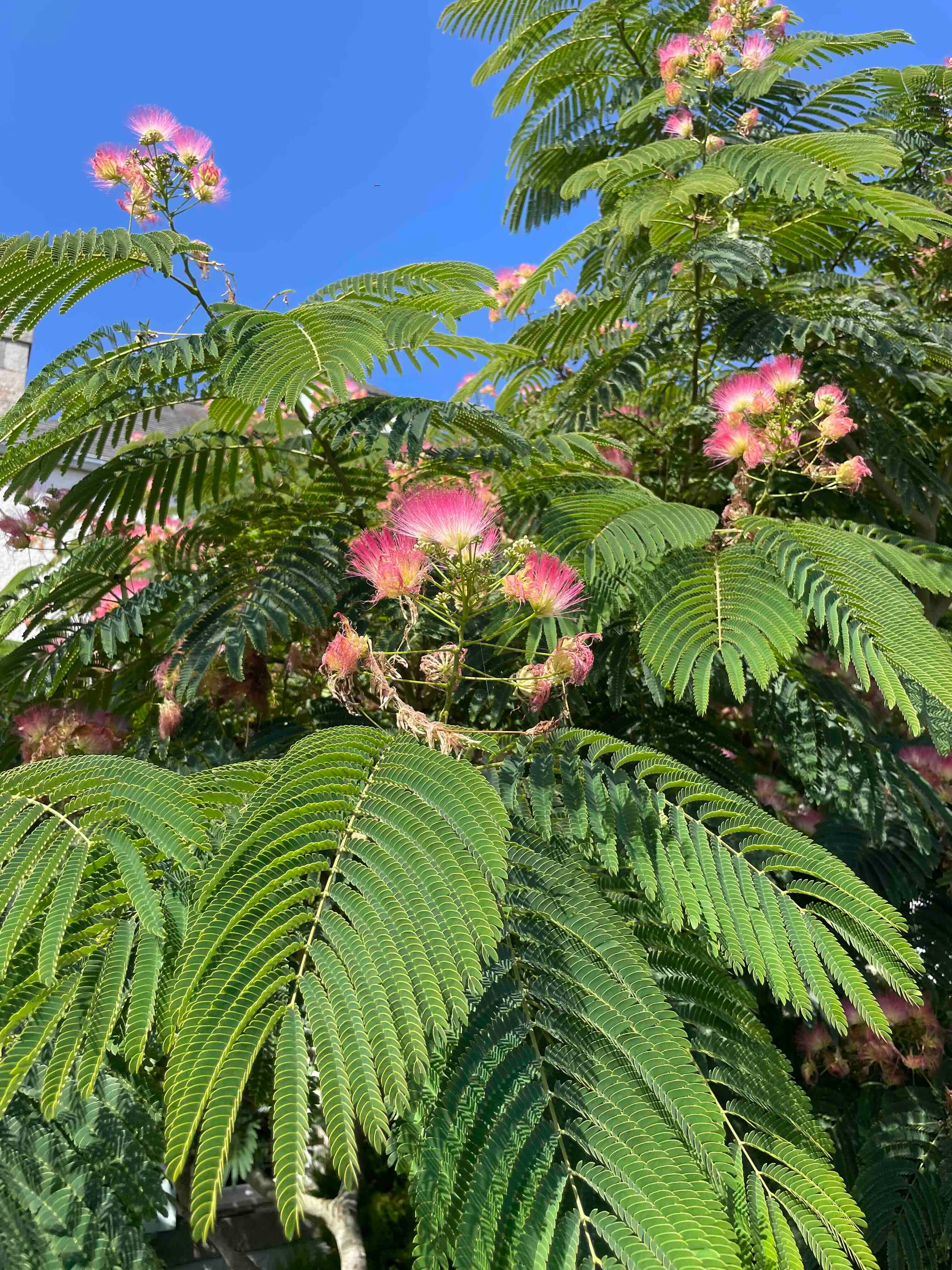 Persian Silk Tree