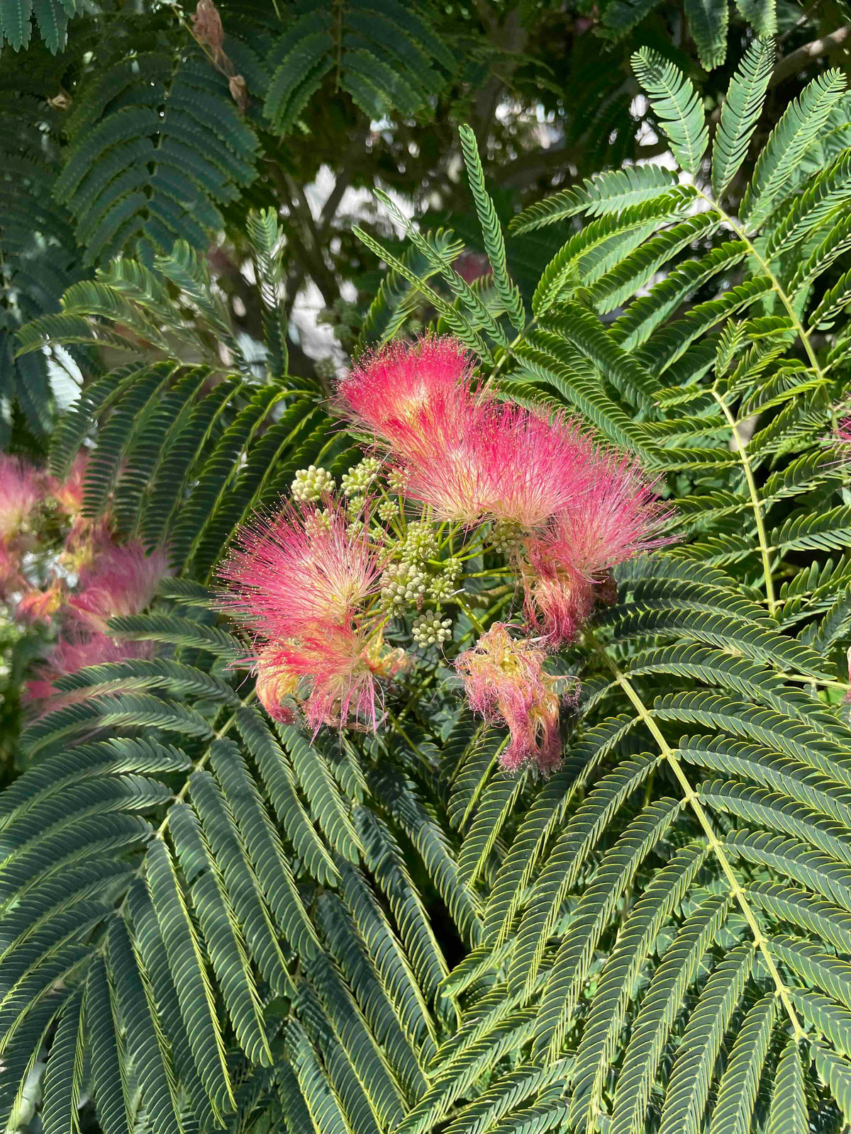 Persian Silk Tree