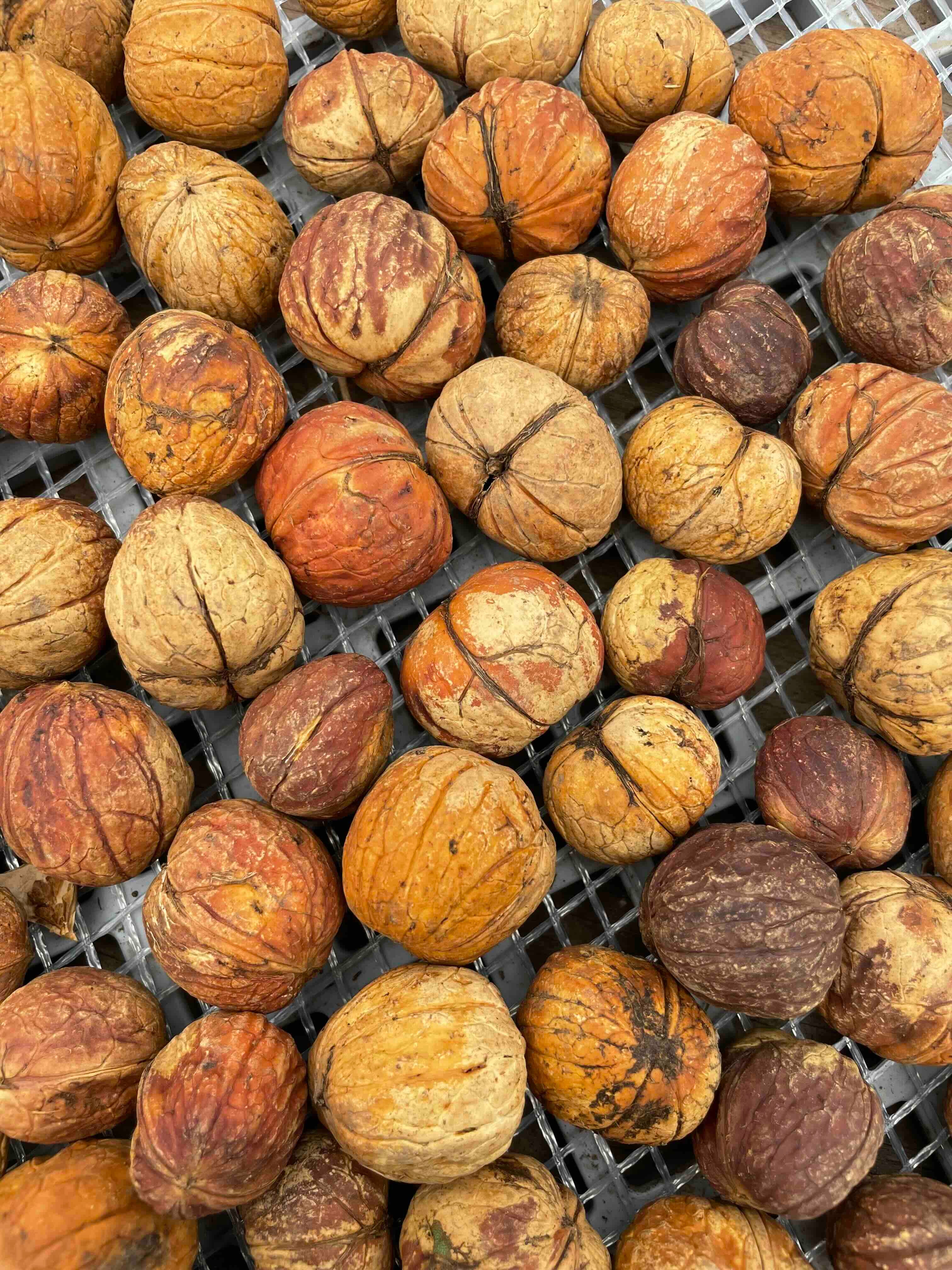 Walnut '139'