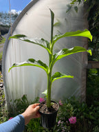 Edible Canna