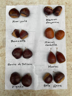 Chestnut 'Bournette'