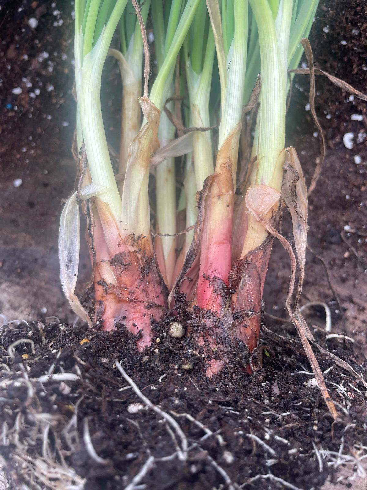 Everlasting Onion