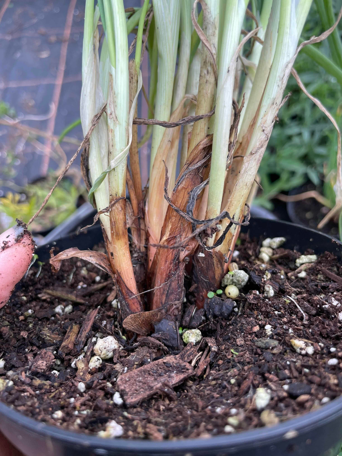Everlasting Onion