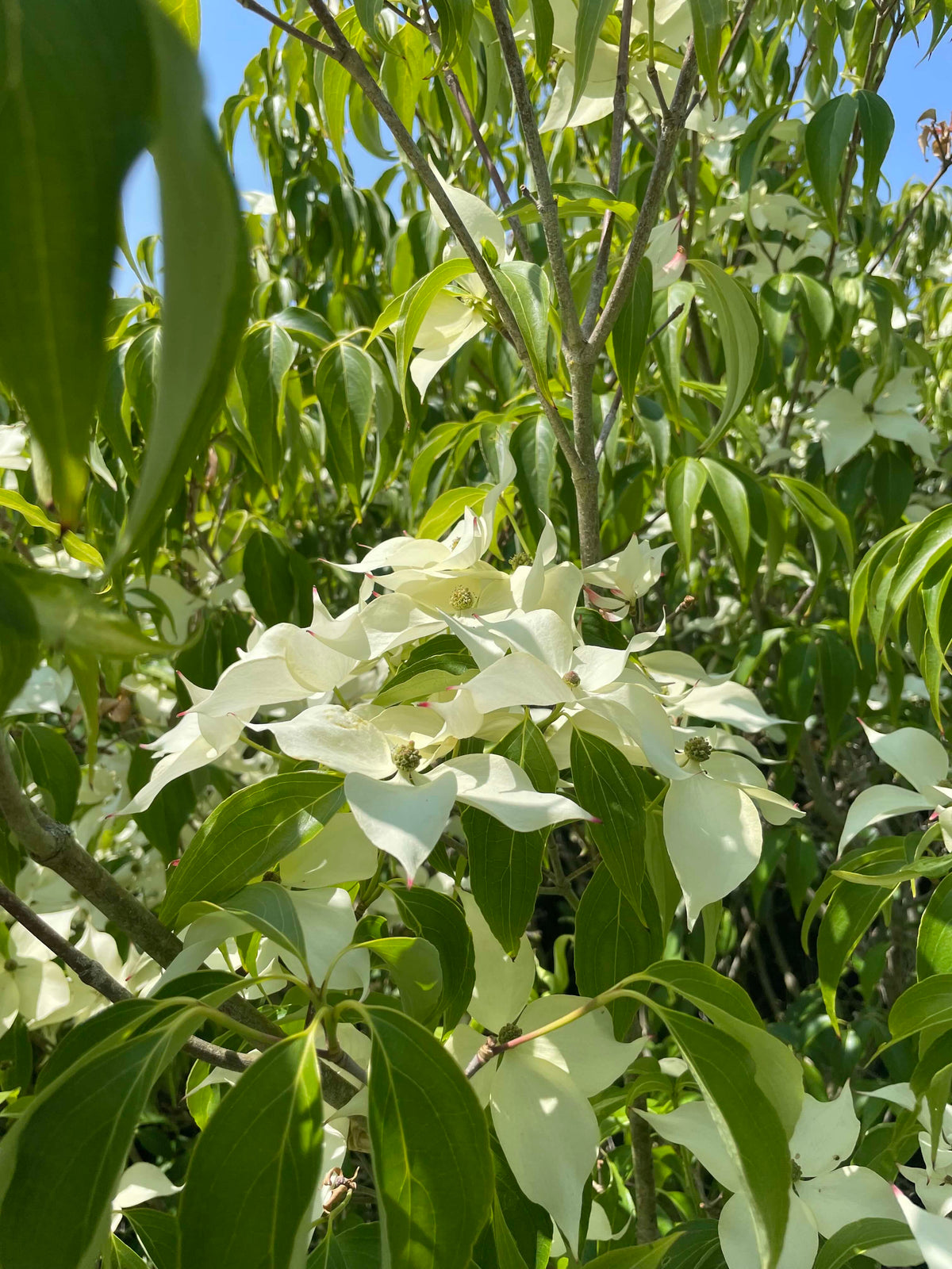 Chinese Dogwood