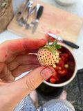 Strawberry 'Pineberry'