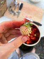 Strawberry 'Pineberry'