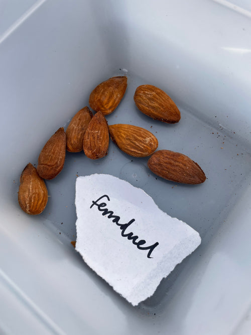 Almond 'Ferraduel'