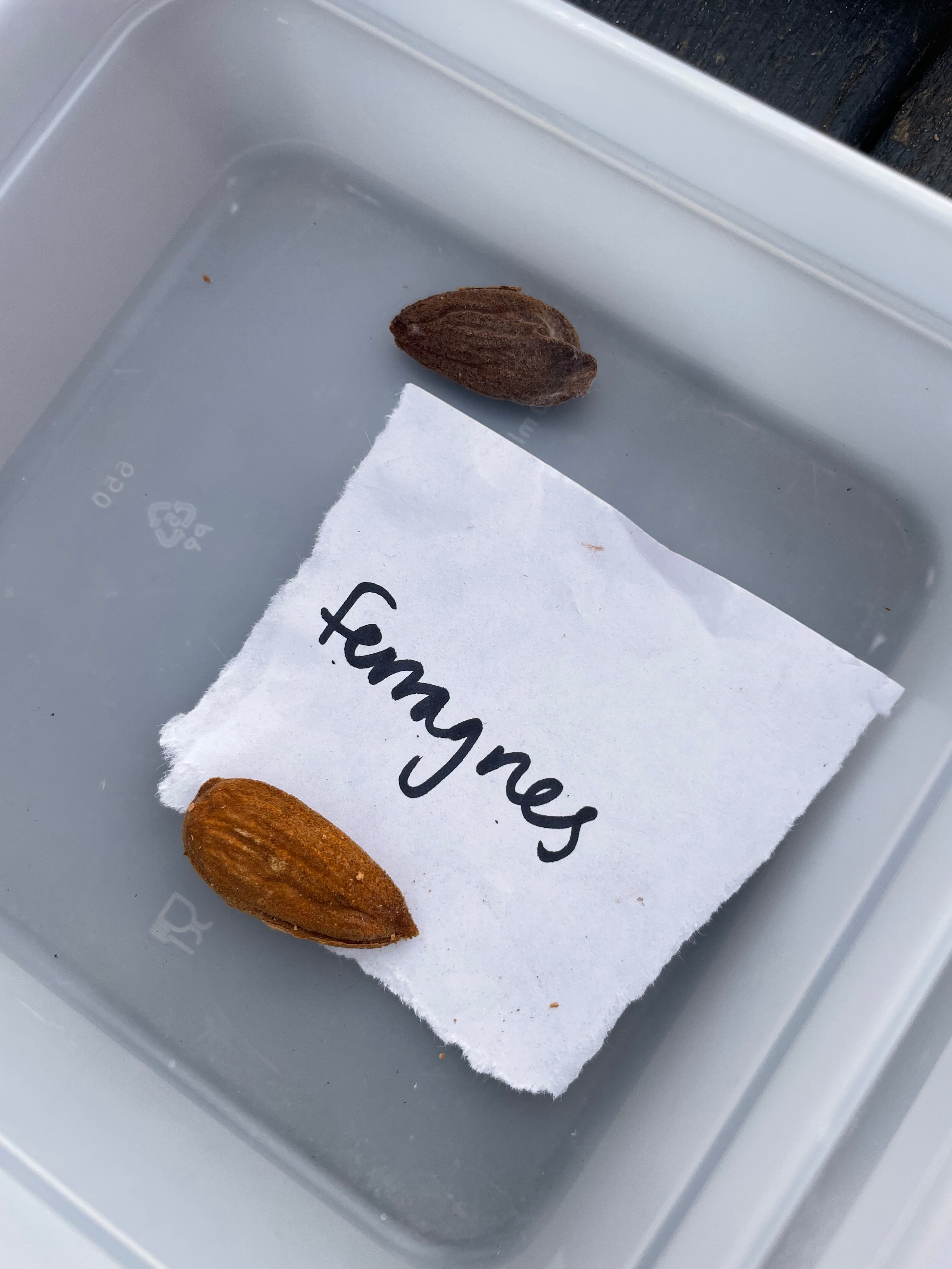 Almond 'Ferragnes'