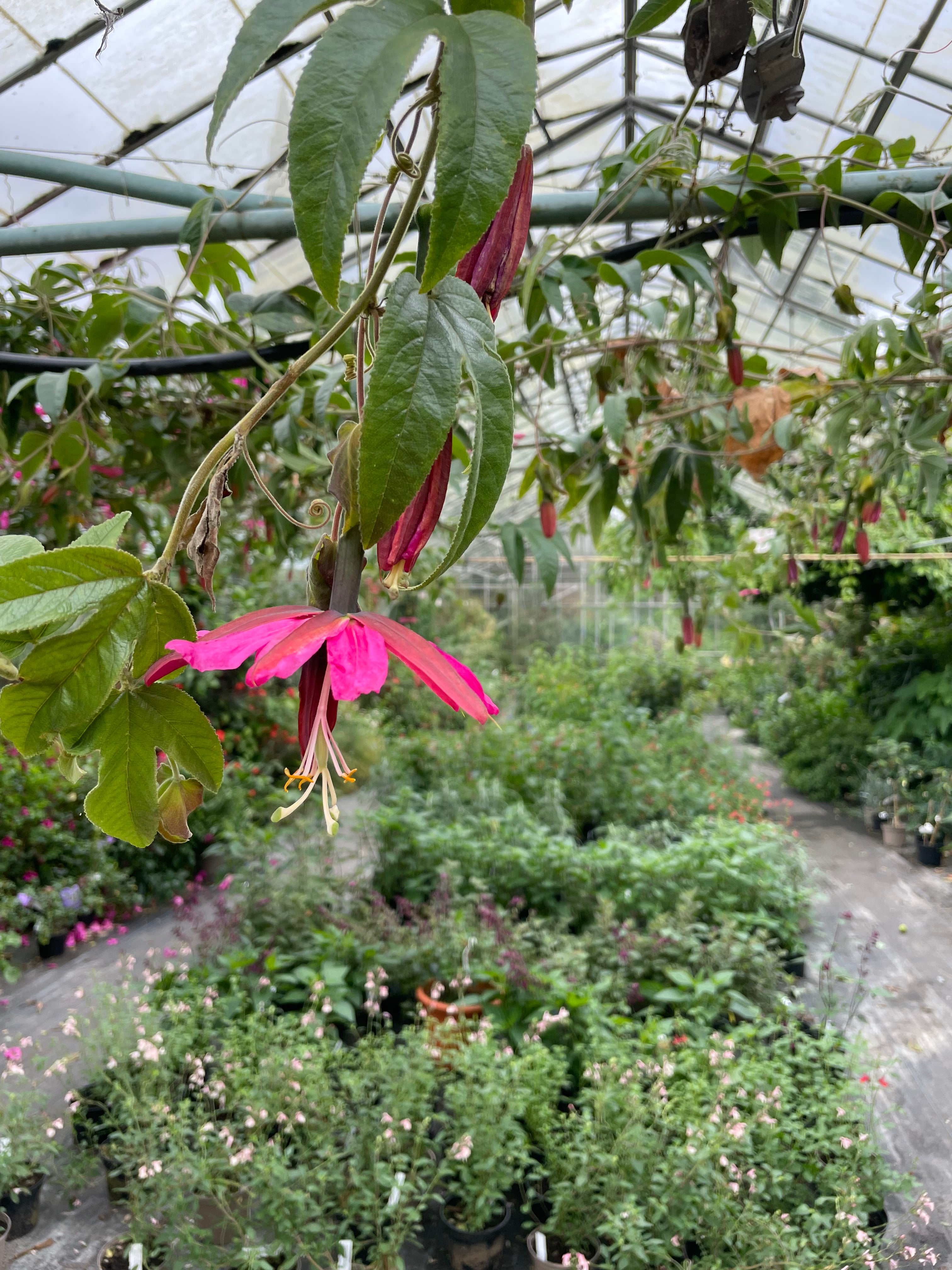 Red Banana Passionfruit 'Hill House'