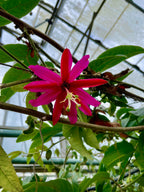 Red Banana Passionfruit 'Hill House'