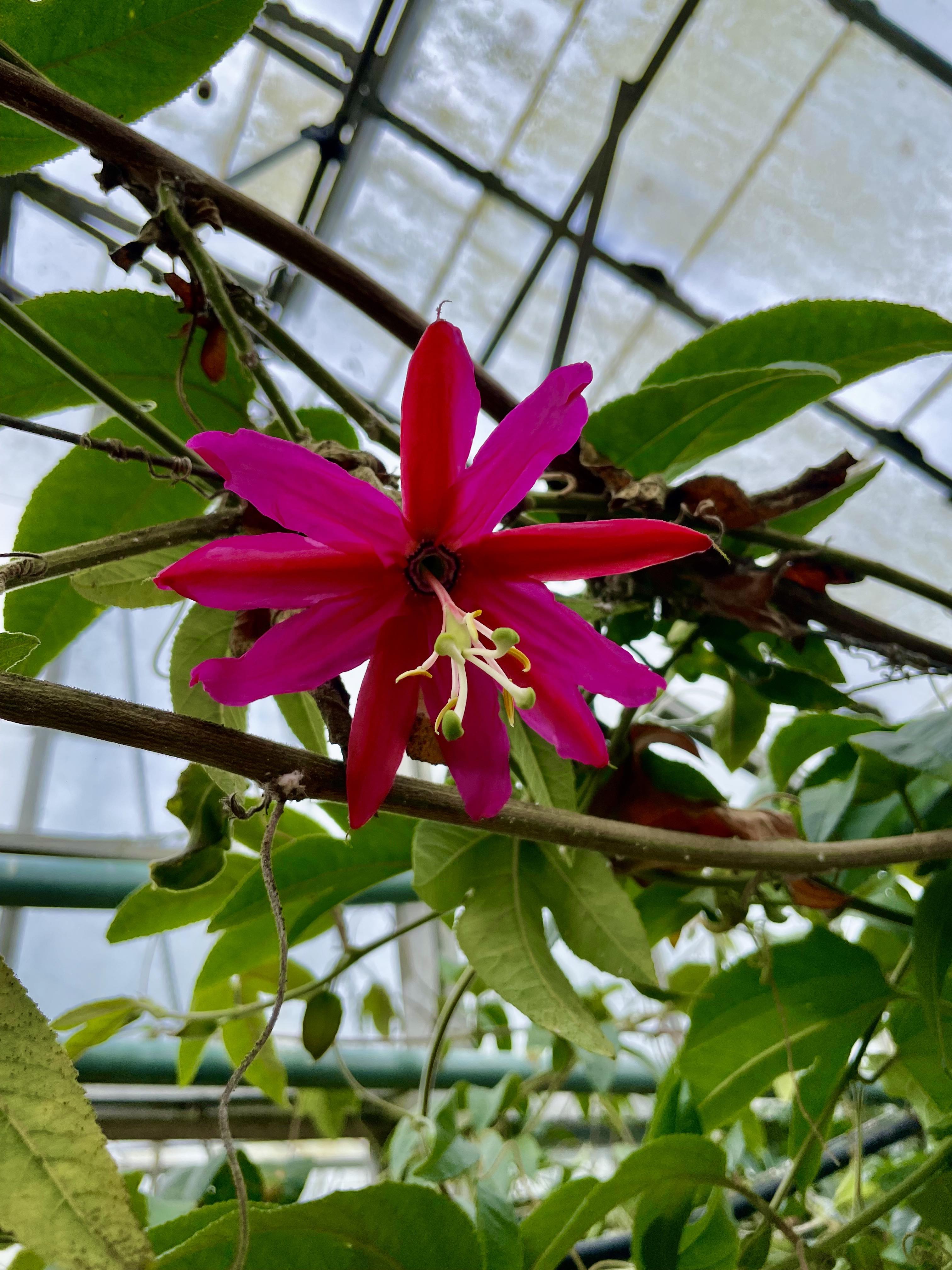Red Banana Passionfruit 'Hill House'