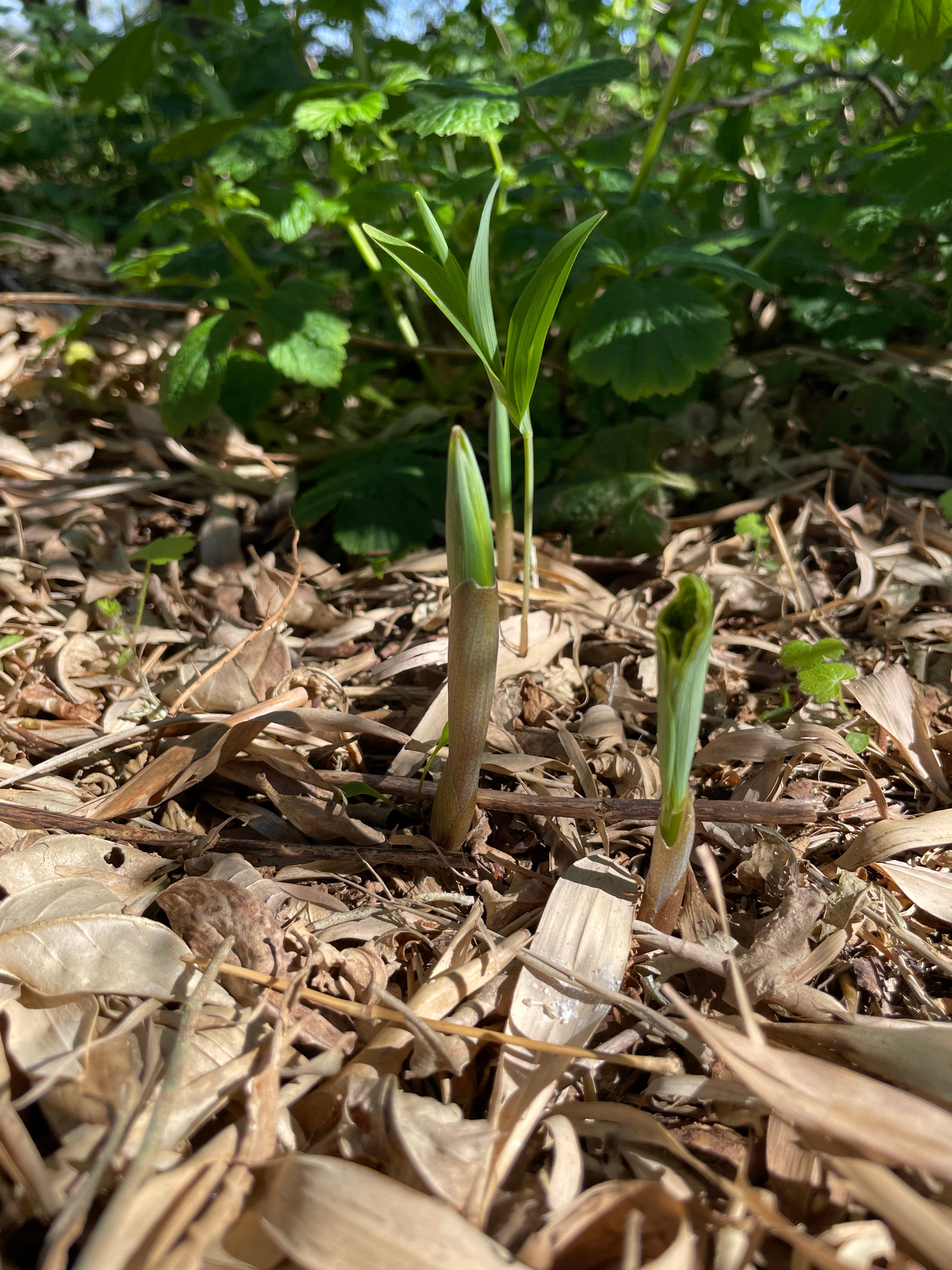 Common Solomon's Seal