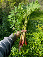 Rhubarb 'Sutton's Seedless'
