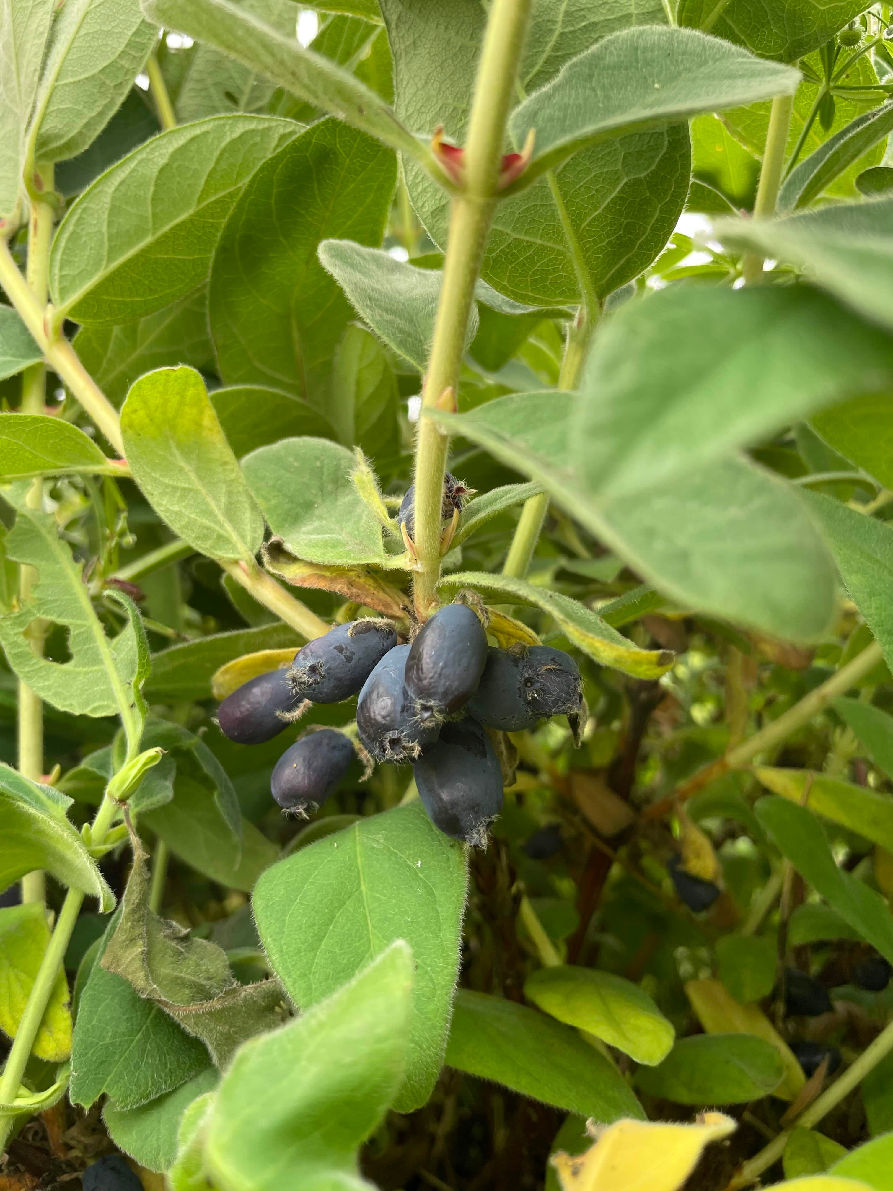 Honeyberry 'Honey Bee' / 'Myberry Bee'
