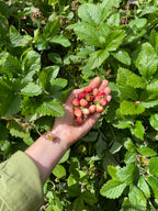 Musk Strawberry