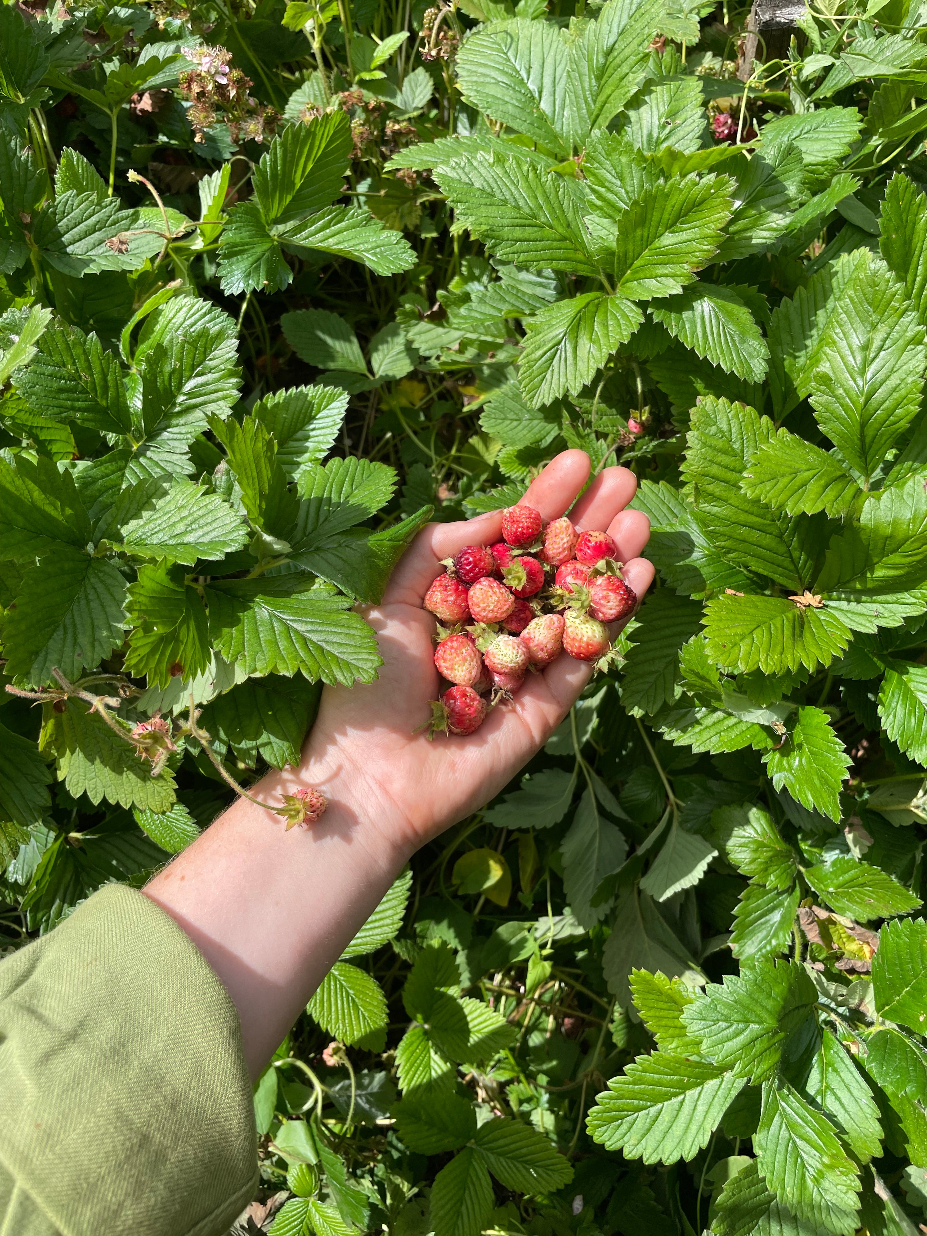 Musk Strawberry